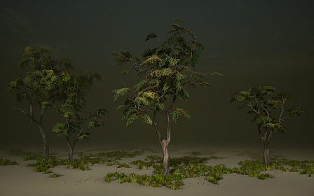Eucalyptus Tree Asset